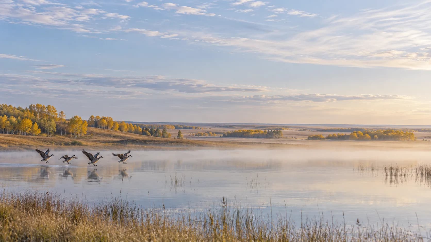 Canada geese landing on a prairie pond in autumn aspen parkland